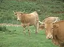 Betizu(ak) dans la montagne Adarra