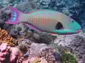Poisson perroquet (Cetoscarus bicolor, Perciformes, Scaridae)