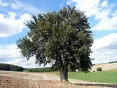Birnbaum am Lerchenberg&nbsp;(de) : poirier classé Monument naturel en Basse-Franconie (All.).