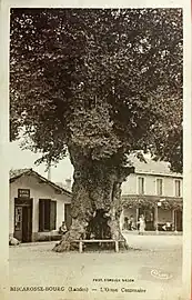 Photo ancienne de l'orme