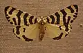 Espèce d'Arctiinae d'Afrique.