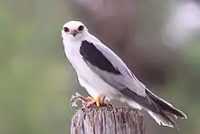 Photographie d'un Élanion d'Australie mature perché avec une proie entre ses pattes.