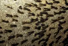 Disposition typique des larves dans le courant.