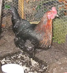 Poule Black Rock.