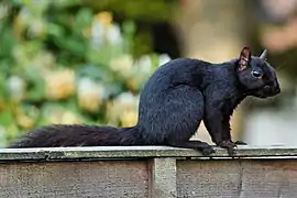 Écureuil mélanique noir-jais