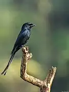 Drongo royal