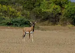 Une antilope cervicapre mâle. Le sanctuaire a été fondé pour protéger cette population relique.