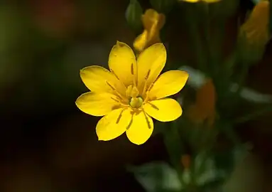 Fleur à huit divisions