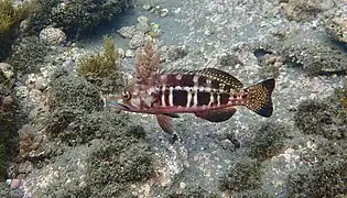Serranus atricauda