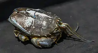 Blepharipoda occidentalis, un Blepharipodidae