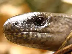 L'iris est rond (Iéna, Allemagne).