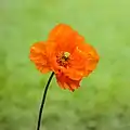 Fleur de la famille des pavots dans le Tuinreservaat Jonkervallei, un jardin en Frise (province). Mai 2021.