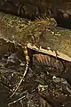 Gonogephalus liogaster