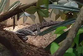 Un Varan de Mac Rae au zoo de Cincinnati.