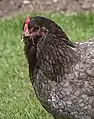 Tête de poule cochin bleue