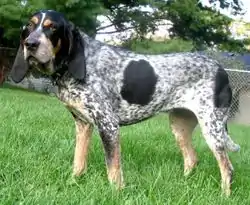Bluetick coonhound femelle