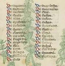 Détail d'une page de manuscrit montrant une liste de titres sur deux colonnes, dont l'initiale D est colorée en alternance de bleu et de rouge, recouvrant partiellement les tiges fleuries d'une germandrée
