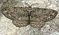 Hypomecis roboraria  (Denis & Schiffermüller, 1775)