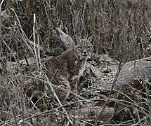 Un lynx roux dans l'environnement hivernal, à Almaden Quicksilver County Park (en), en Californie.