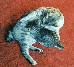 American Bobtail tabby, avec son chaton