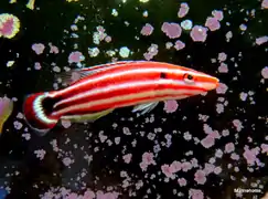 Bodianus sepiacaudus
