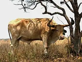 Image illustrative de l’article Caracu (race bovine)