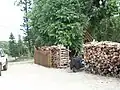 Bois de Faux-gaïac servant d'énergie pour l'Alambic