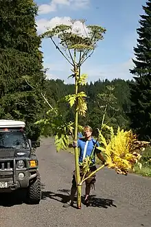 La Berce du Caucase est une plante herbacée géante.