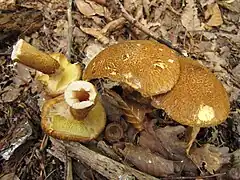 Suillus cavipesStipe creux