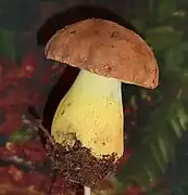 Bolet appendiculé (Butyriboletus appendiculatus), bon comestible