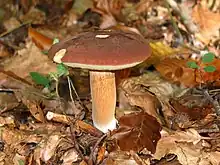 Boletus badius (Basidiomycota, Boletales)