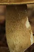 Pied orné d'un réseau souvent entièrement étendu.