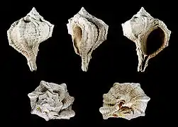 Bolinus brandaris var. torularius.