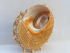 Bolma aureola
