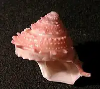 Bolma bartschi