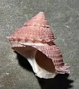 Bolma henica