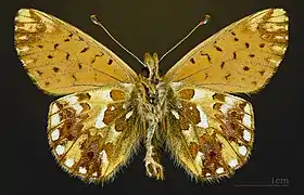 △ Boloria pales pyrenesmiscens Face ventrale MHNT