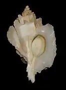 Boreotrophon stuarti.