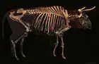 Squelette d'aurochs datant de 7&nbsp;500&nbsp;ans avant notre ère.