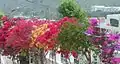 Bougainvillées.