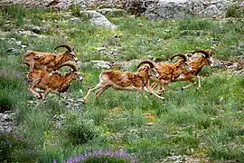 Harde de O. g. gmelinii.