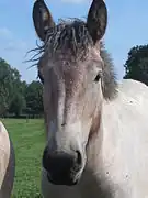 Vue de face, sujet rouan pangaré.
