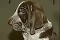 Chiot de Braque Italien, robe Roano-marrone