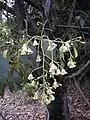 fleurs de Brachychiton populneus