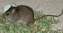 petit rongeur