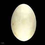 Œuf de Branta canadensis -  Muséum de Toulouse.