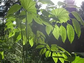 Image illustrative de l’article Jardin Jungle Karlostachys