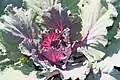 Cultivar 'Osaka Red'.