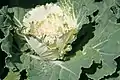 Cultivar 'White Pigeon'.