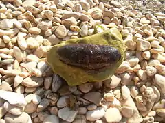 Holothuria stellati
